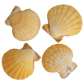 Conchas de mar vexillium striatus orange 1 kg Conchas de mar vexillium striatus orange 1 kg