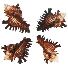 Coquilles de Murex bruneus Coquilles de Murex bruneus