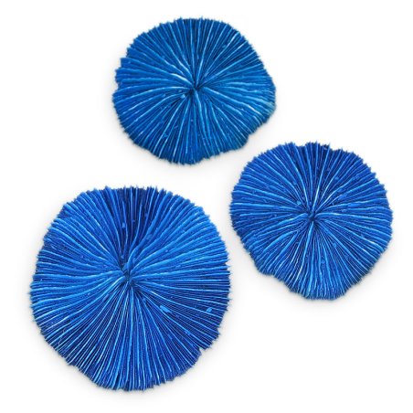 Corail fungia fungites bleu