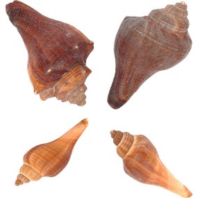 Caracois spondylus barbatus orange