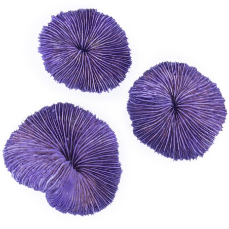 Coral fungia fungites morado