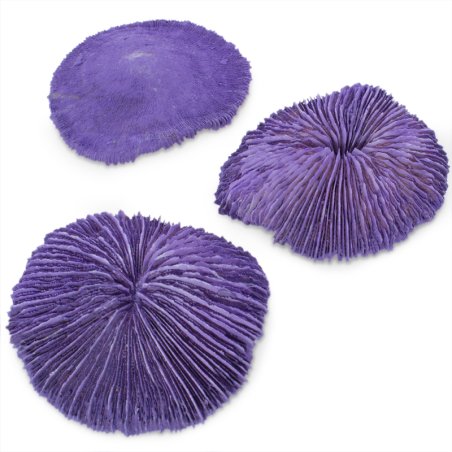 Coral morado fungia fungites