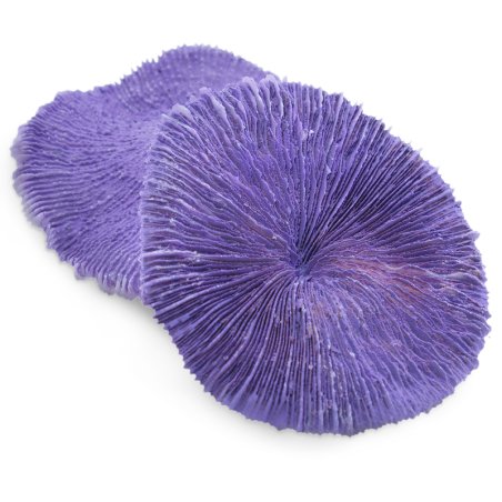 Coral fungia fungites morado para decoracion