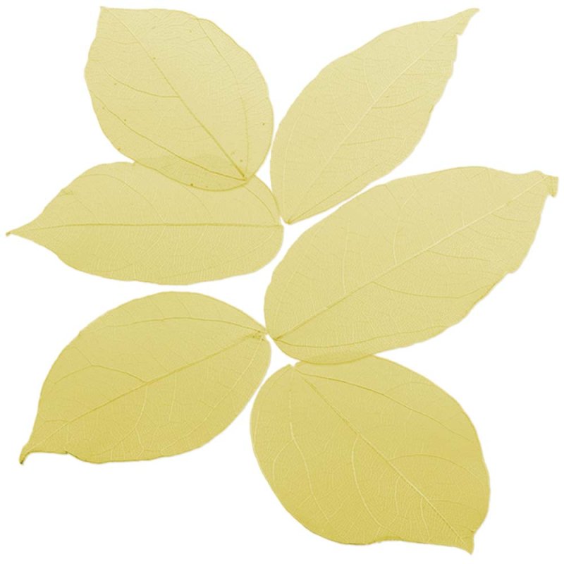 Esqueletos de folhas de cores