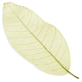 Esqueleto de hoja grande Esqueleto de hoja grande