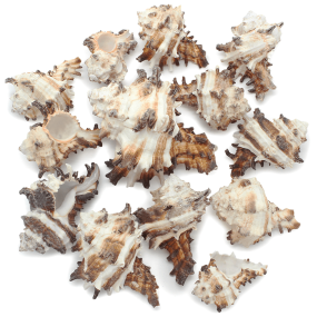 Caracois do mar Murex Endivia 1 kg