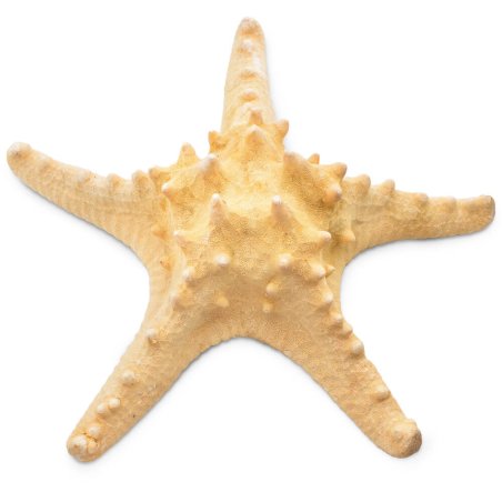 Estrella de mar horn 22-25 cm