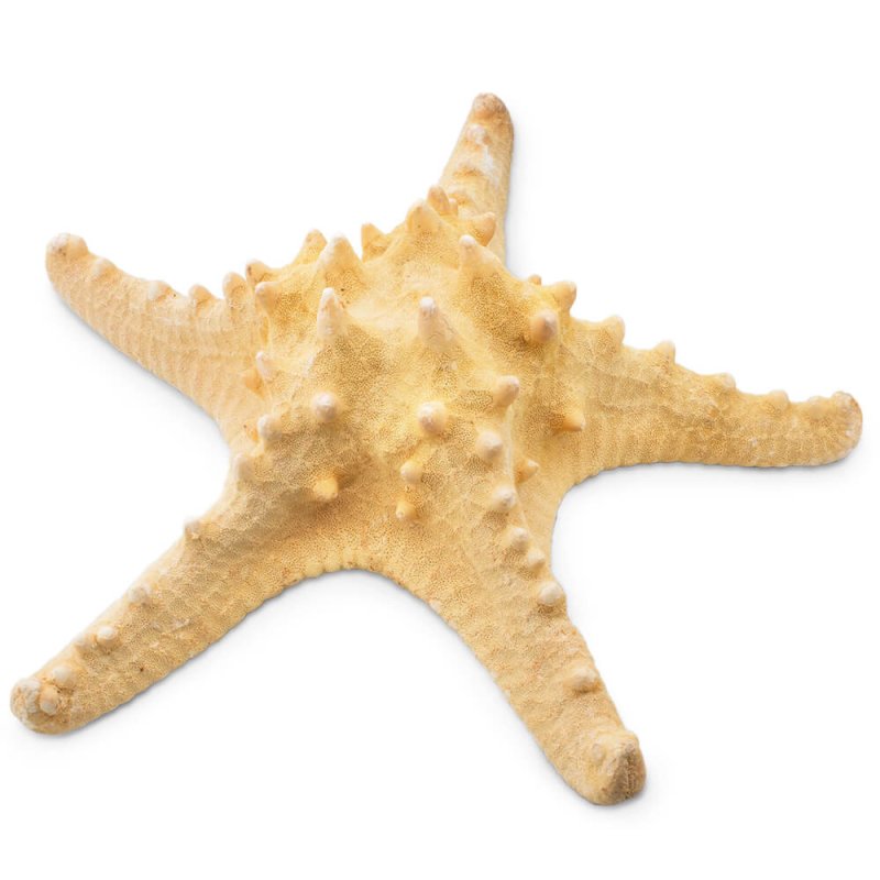 Comprar estrella de mar horn 22-25 cm