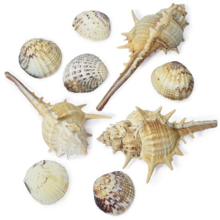 Caracolas y conchas de mar variadas - Caracolas y conchas de mar variadas para decoración y manualidades - Caracolas de mar