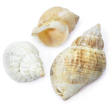 Coquilles atlantic