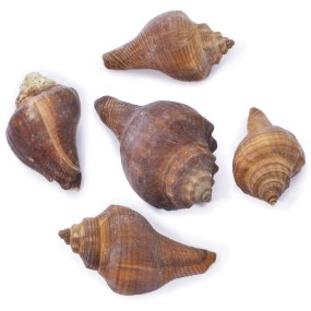 Coquilles beach Coquilles beach