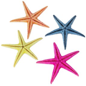 Estrela do mar filipina colorida 4-5 cm Estrela do mar filipina colorida 4-5 cm