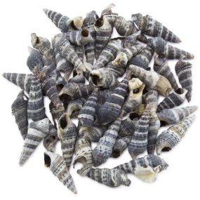 Coquilles caribbean Coquilles caribbean