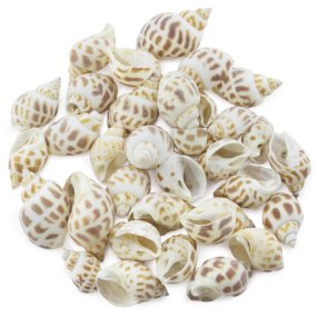 Coquilles ocean Coquilles ocean