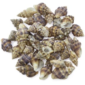 Coquilles tresor Coquilles tresor