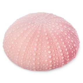 Moule corail rond Moule corail rond