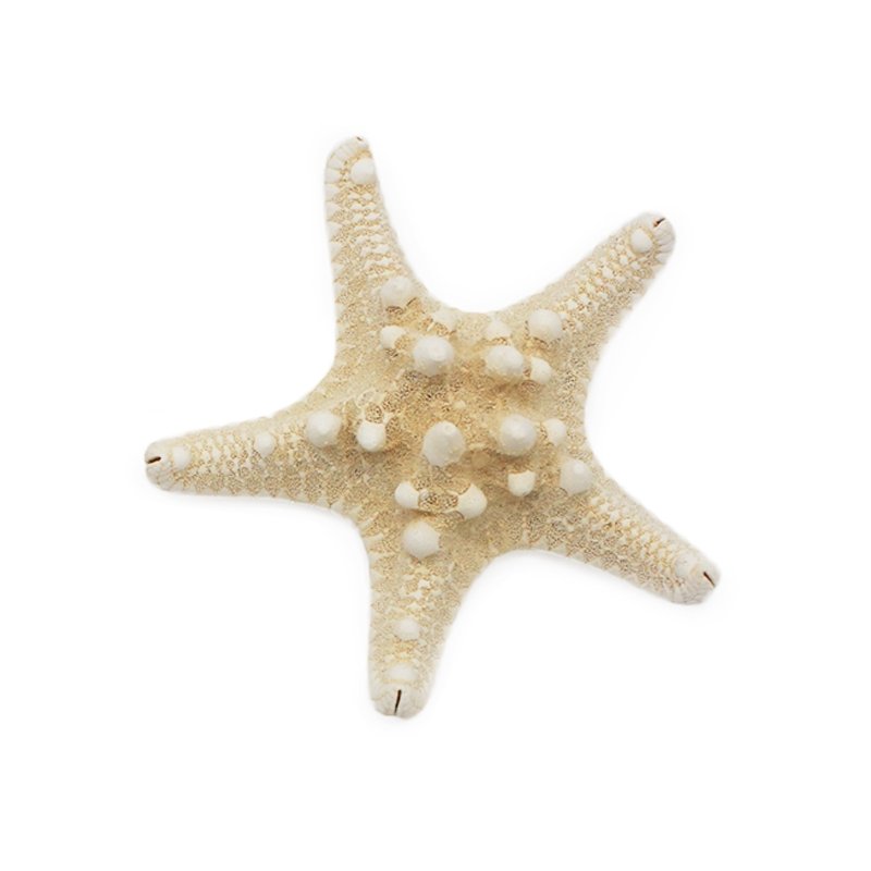 Estrella de mar horn 9-11 cm