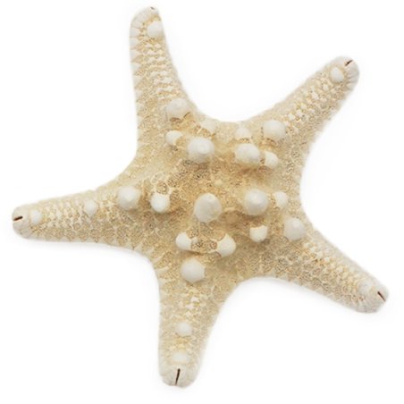 Corne blanche d'étoile de mer