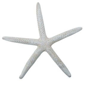 Estrela-do-mar albina natural 8-10 cm