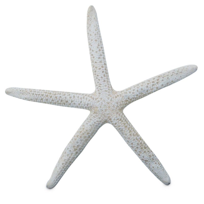 Estrella de mar albina natural 8-10 cm