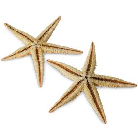 Estrela-do-mar filipina 6-8 cm