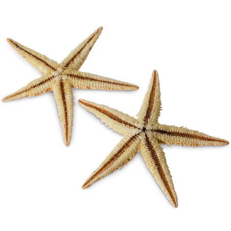 Estrella de mar filipina 6-8 cm
