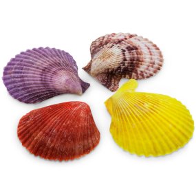 Conchas marinas pecten nobilis 1 kg Conchas marinas pecten nobilis 1 kg