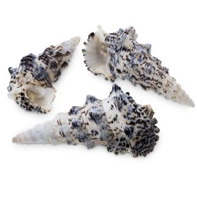 Caracoles marins cerithium nodulosum 1 kg Caracoles marins cerithium nodulosum 1 kg