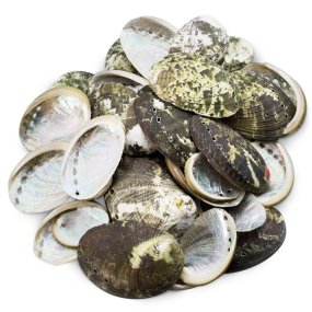 Coquilles de mer haliotis pulcherina 1 kg
