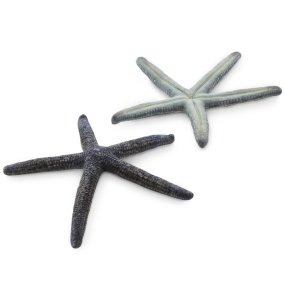 Estrela de mar albina cinza 8-10 cm