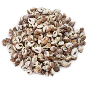 Coquillages nutmeg 1 kg Coquillages nutmeg 1 kg
