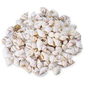 Coquilles de mer nassa white 1 kg Coquilles de mer nassa white 1 kg