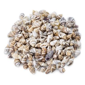 Coquillages mini nassa brown 1 kg Coquillages mini nassa brown 1 kg