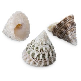 Caracolas marinas troca mini normal 1 kg Caracolas marinas troca mini normal 1 kg