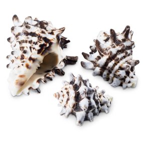 Coquillages marins vasum ceramicum 1 kg Coquillages marins vasum ceramicum 1 kg