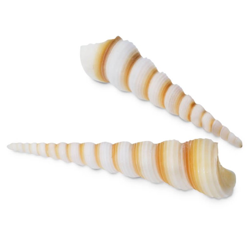 Coquillages marins turritella terebra 1 kg