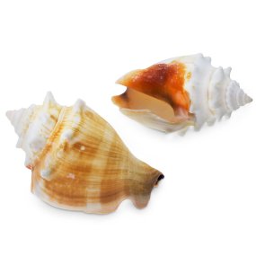 Caracolas marinas strombus pugilis 1 kg Caracolas marinas strombus pugilis 1 kg