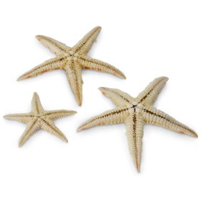 Estrela do mar filipina natural 2,5 - 4,5 cm
