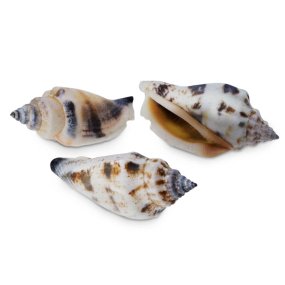 Coquillages marins strombus urceus 1 kg Coquillages marins strombus urceus 1 kg