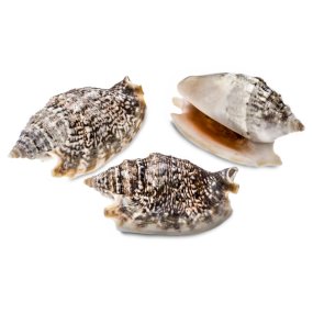 Caracolas marinas strombus aurisdianae 1 kg Caracolas marinas strombus aurisdianae 1 kg