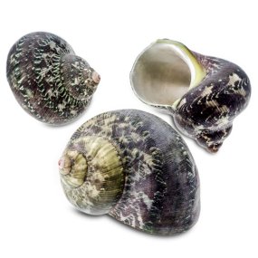 Coquillages marins turbo petholatus 1 kg Coquillages marins turbo petholatus 1 kg