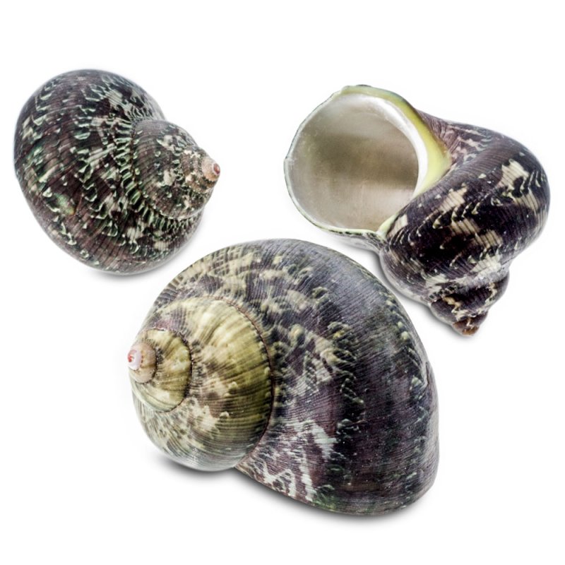 Coquillages marins turbo petholatus 1 kg