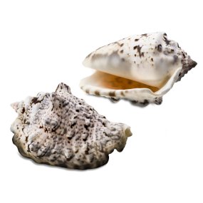Caracolas marinas strombus lentiginosus  1 kg