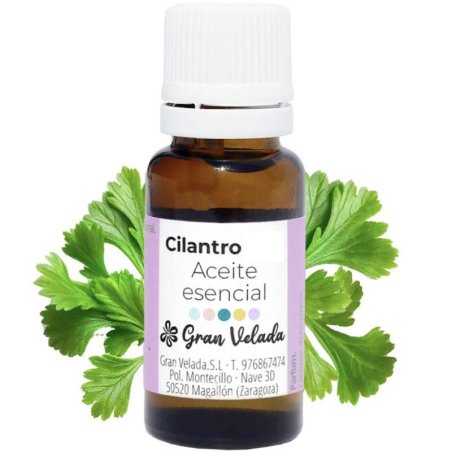 Aceite esencial de cilantro