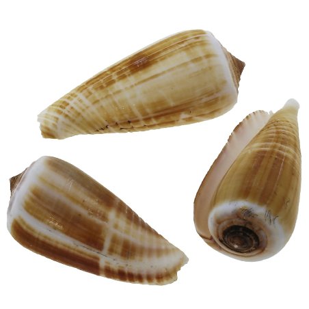 Conchas marinhas conus magus 1 kg