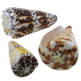 Coquillages marins Conus 1 kg Coquillages marins Conus 1 kg