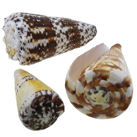 Caracolas marinas conus 1 kg