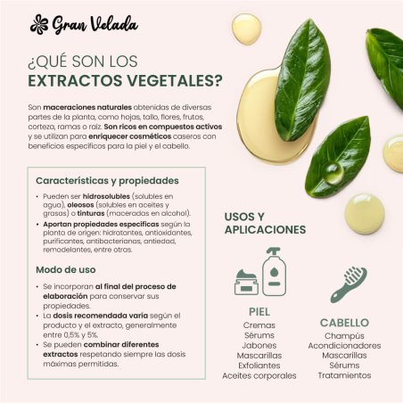 Extracto oleoso de laurel