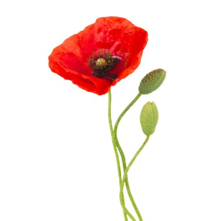 amapola