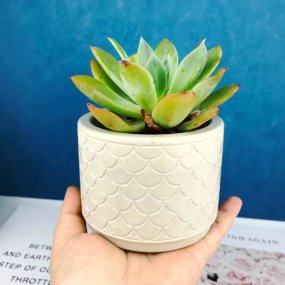 Molde recipiente decorativo tipo escamas